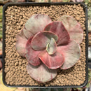 Echeveria 'Suyon Frill' Variegated 2" Succulent Plant