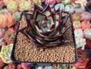 Echeveria Agavoides 'Ebony' Superclone 3"-4" Succulent Plant