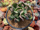 Echeveria 'Black Hawk' 4" Large Succulent Plant