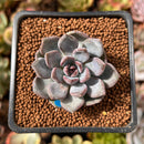 Echeveria 'Purple Stone' 1" Succulent Plant