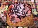 Echeveria 'Osmanthus' New Hybrid 4" Succulent Plant