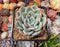 Echeveria 'Amabile' 2"-3" Succulent Plant