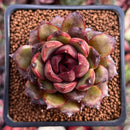 Echeveria Agavoides 'Black Queen' 2" (Seed Grown) Succulent Plant