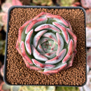 Echeveria 'Steel Heart' 2" Succulent Plant