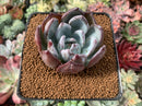 Echeveria 'Black Sabbath' 2” Succulent Plant