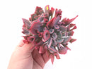 Echeveria Trumpet Pinky Double-Headed Cluster Large 5”-6” Rare Succulent Plant