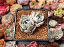 Echeveria 'Orange Monroe' 2" Succulent Plant