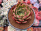 Echeveria Agavoides 'Salu' 3" Succulent Plant