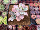Graptoveria 'Mrs. Richards' Variegated 2" Succulent Plant