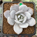Echeveria 'Laui' 2" Powdery Succulent Plant