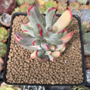 Cotyledon 'Orbiculata' Variegated 3" Succulent Plant