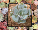 Echeveria 'Cream Tea' 2" Powdery Succulent Plant