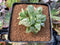 Haworthia 'Retusa' Variegated 2" Succulent Plant