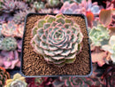 Echeveria 'Onslow' 2"-3" Succulent Plant