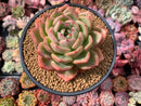 Echeveria 'Orange Champaign' 4"-5" Succulent Plant