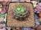 Echeveria 'Pink Top' 3" Succulent Plant