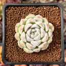 Echeveria 'Snowmint' 2" New Hybrid Succulent Plant