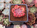 Echeveria 'Cholorabine' 1" Succulent Plant
