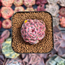 Echeveria 'Marcel' 1" Succulent Plant