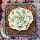 Echeveria 'Compton Carousel' 2" Succulent Plant