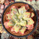Echeveria 'Blue Spur' 3" Succulent Plant