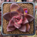 Echeveria Agavoides 'Pine Rose' 2" Succulent Plant