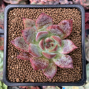 Echeveria 'Ice Call' 1"-2" New Hybrid Succulent Plant