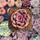 Echeveria 'Mirine' 1" Succulent Plant