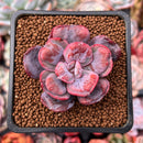 Echeveria 'Hearts Delight' 2" Succulent Plant