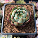 Echeveria 'Timothy' 1" Succulent Plant
