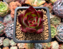 Echeveria Agavoides 'Magic Crown' 1" Succulent Plant