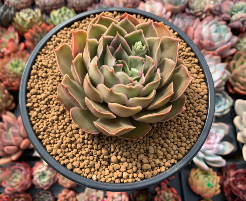 succulent kiss Echeveria 'Kisses' 4"-5" Succulent Plant – True Succulents Plant Co