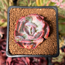 Echeveria 'Beyonce' Variegated 1"-2" Succulent Plant