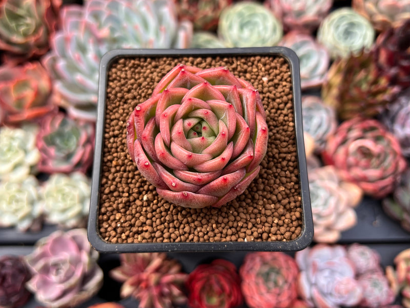 snow angel succulent Echeveria 'Snow Angel' 1"-2" Succulent Plant