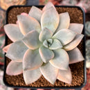 Graptopetalum 'Paraguayensis Awayuki' 2"-3" Succulent Plant
