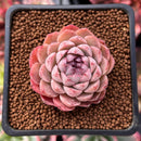 Echeveria 'Charles Rose' 2" Succulent Plant