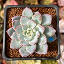 Echeveria 'Werther' 2" Powdery Succulent Plant