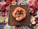 Echeveria Agavoides sp. 1" Succulent Plant
