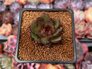 Echeveria 'Coco Jelly' 1" Succulent Plant