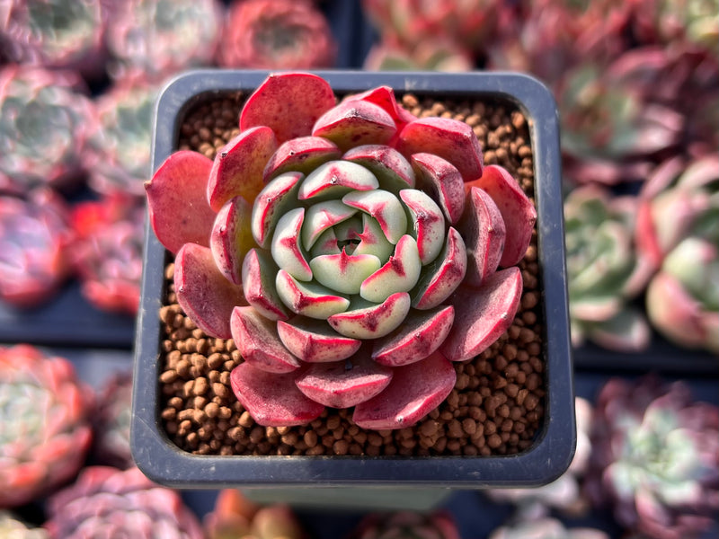 red striped succulent Echeveria 'Red Risha' 1" Succulent Plant – True Succulents Plant Co
