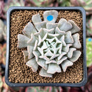Echeveria 'Revolution' 2" Succulent Plant
