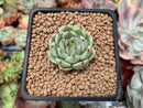 Echeveria 'Mamonde' 1" Succulent Plant