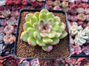 Echeveria Agavoides 'Amethyst' 2"-3" Succulent Plant