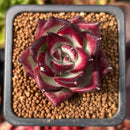 Echeveria Agavoides 'Hongbyul' 1" Succulent Plant