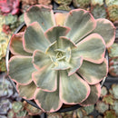 Echeveria 'Secunda' Variegated 4" Succulent Plant