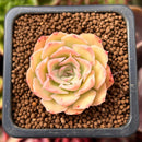 Echeveria 'Magic Savannah' 1" Succulent Plant