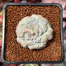 Echeveria 'Hearts Choice' 2" Succulent Plant