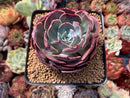 Echeveria 'Muesli' 3" Succulent Plant