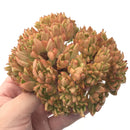 Echeveria Agavoides 'Elk Horn' Crested 6" Succulent Plant