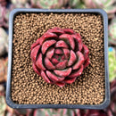 Echeveria Agvoides 'Callisto' 1" Succulent Plant